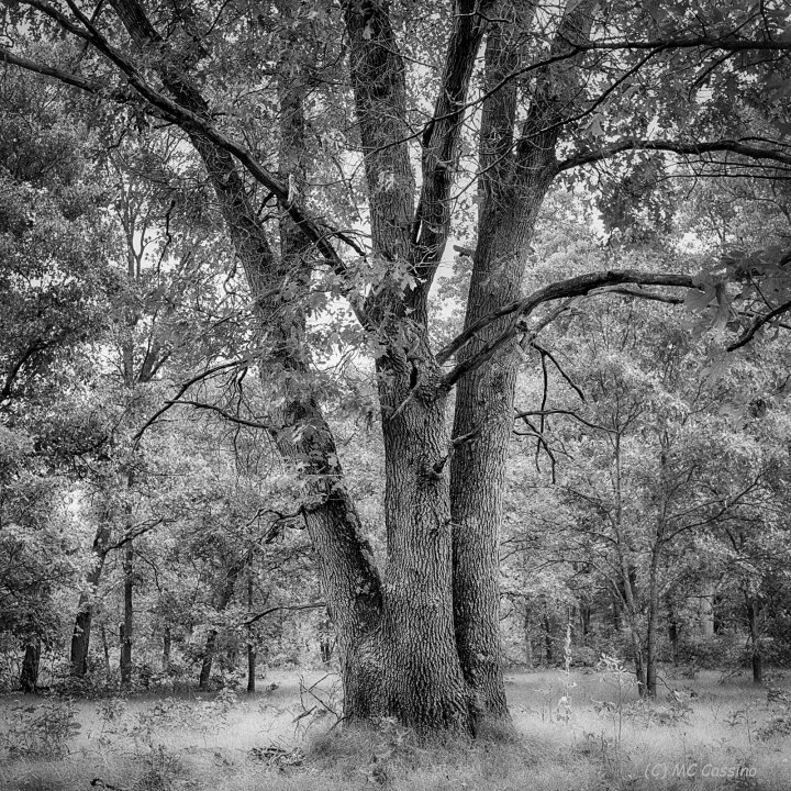 Three In One Allegan Forest Series