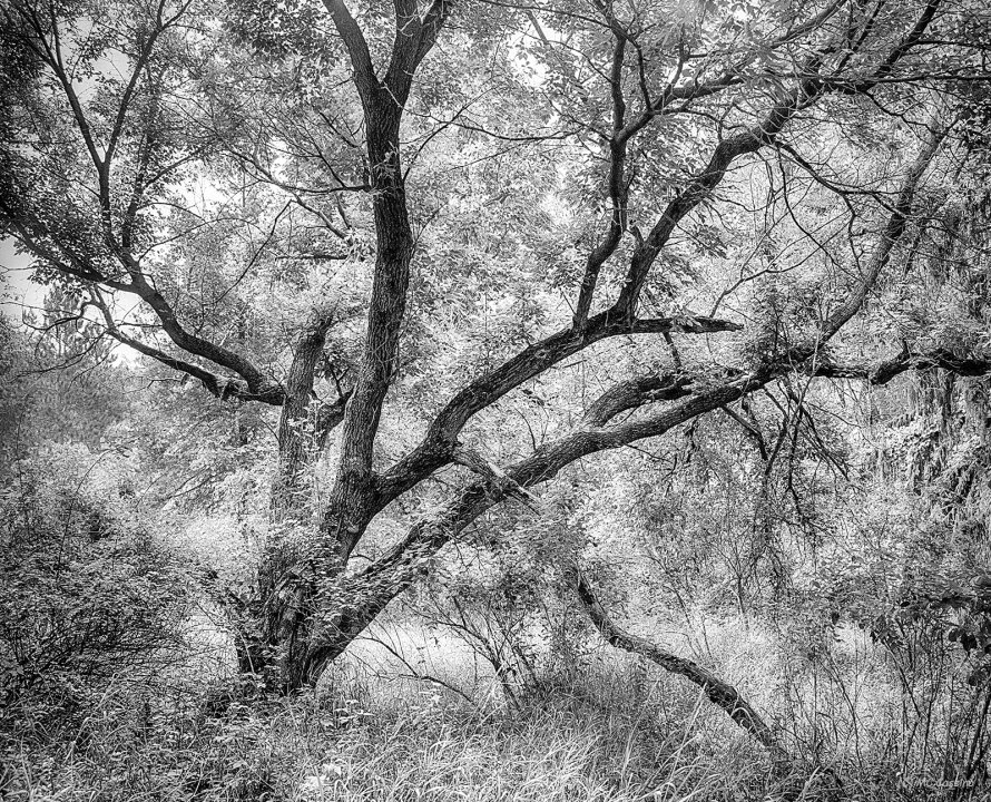 Fury Allegan Forest Series