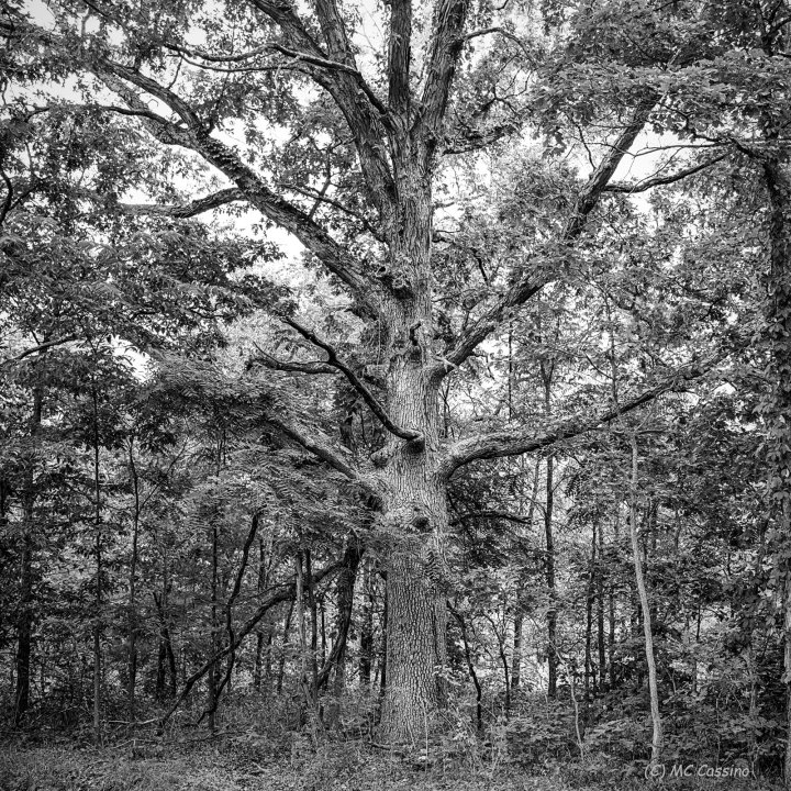 Perserverance Allegan Forest Series