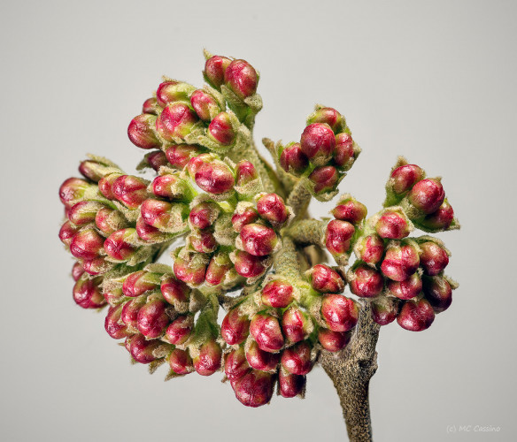 Botanical Studies