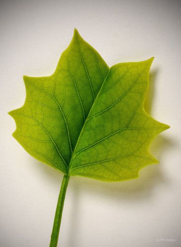 Botanical Studies