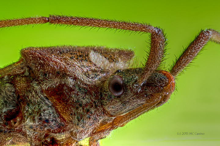 Focus Stacked Insect and Spider Macro Photographs