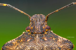 Focus Stacked Insect and Spider Macro Photographs
