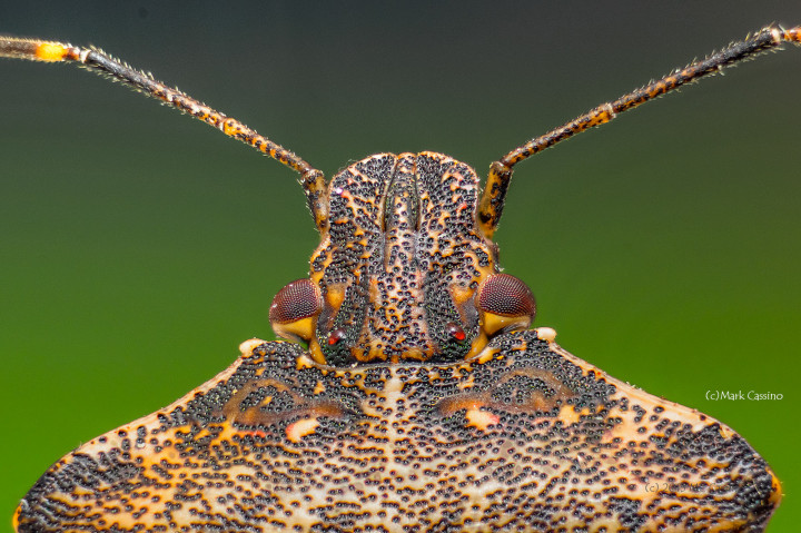 Focus Stacked Insect and Spider Macro Photographs