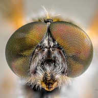 Focus Stacked Insect and Spider Macro Photographs