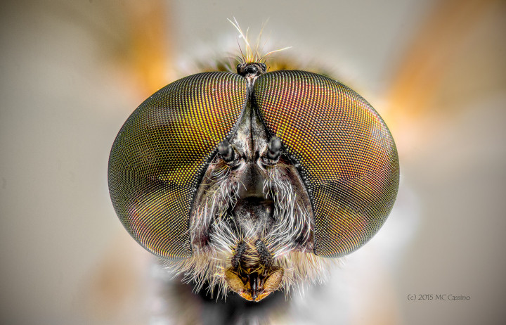 Ornate Snipe Fly Focus Stacked Insect and Spider Macro Photographs