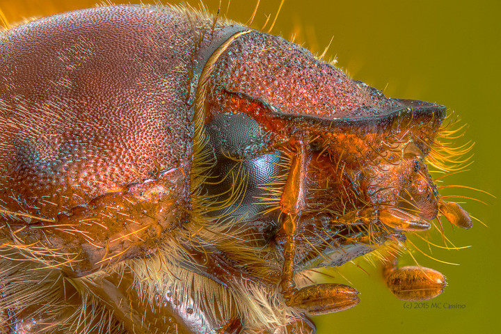 Focus Stacked Insect and Spider Macro Photographs