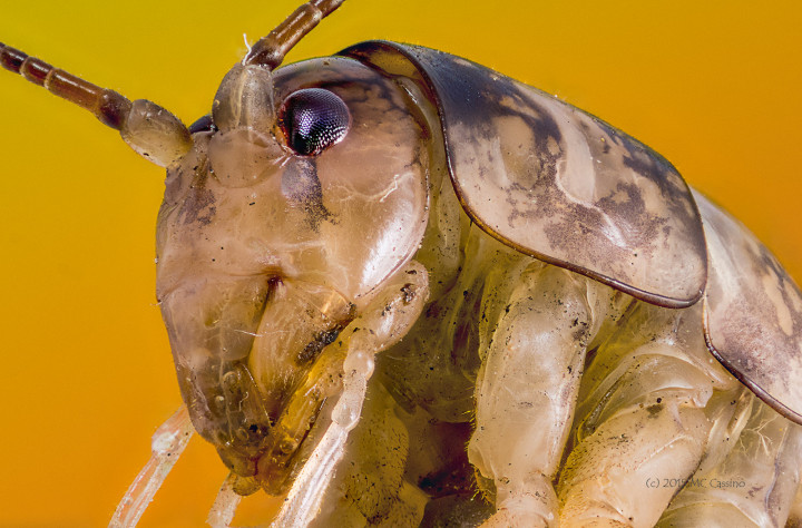 Focus Stacked Insect and Spider Macro Photographs