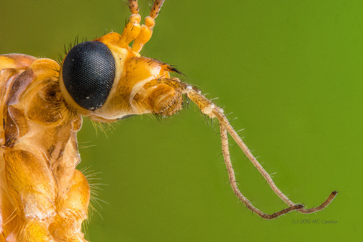 Focus Stacked Insect and Spider Macro Photographs