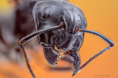 Carpener Ant Queen