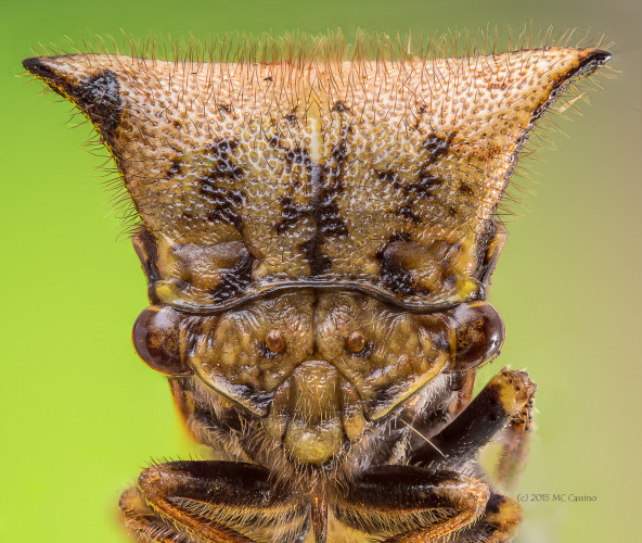 Focus Stacked Insect and Spider Macro Photographs