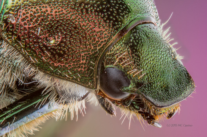 Focus Stacked Insect and Spider Macro Photographs