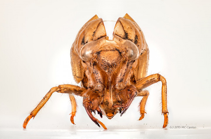 Focus Stacked Insect and Spider Macro Photographs