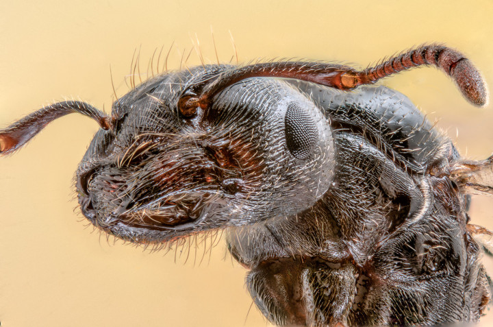 Focus Stacked Insect and Spider Macro Photographs