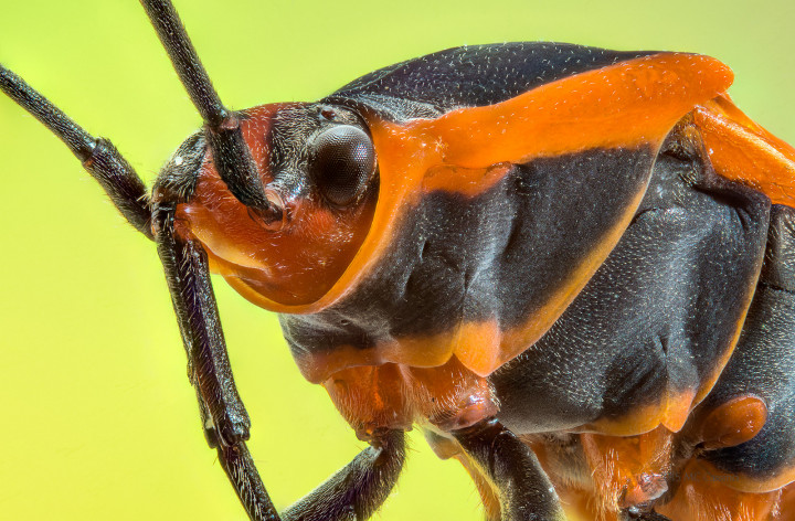 Focus Stacked Insect and Spider Macro Photographs