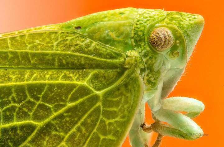 Plant Hopper Focus Stacked Insect and Spider Macro Photographs