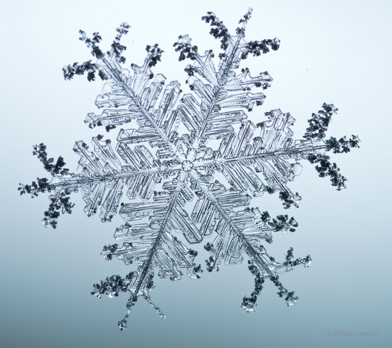 100 Snowflake Photos