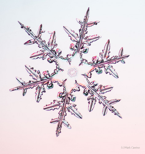 100 Snowflake Photos