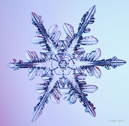 100 Snowflake Photos