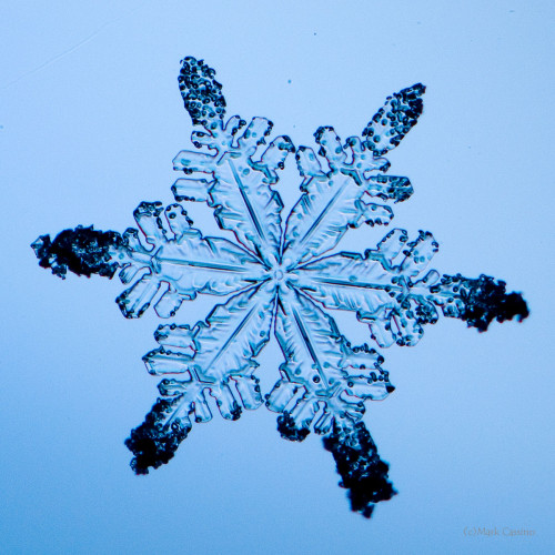 100 Snowflake Photos