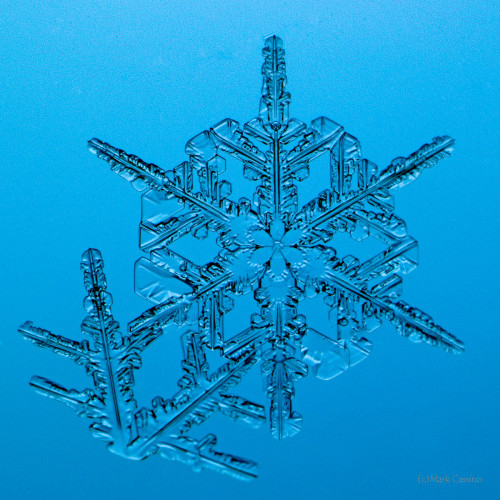 100 Snowflake Photos