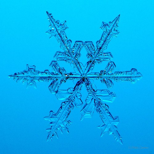 100 Snowflake Photos