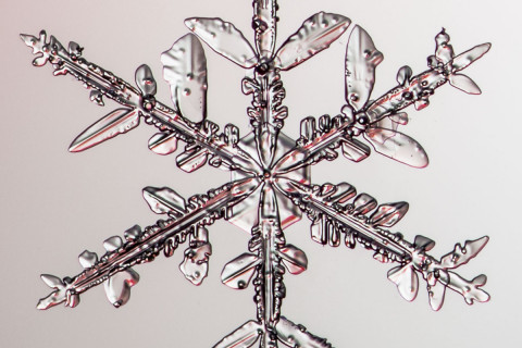 High magnification photo of an actual snowflake / snow crystal.