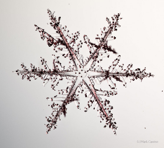 100 Snowflake Photos