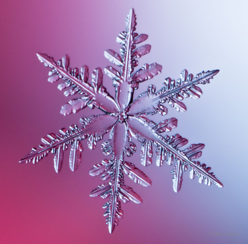 100 Snowflake Photos