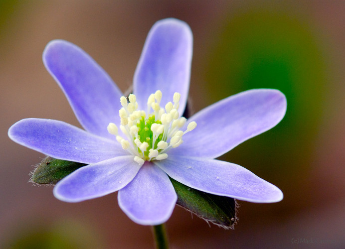 Wildflowers and Botanicals