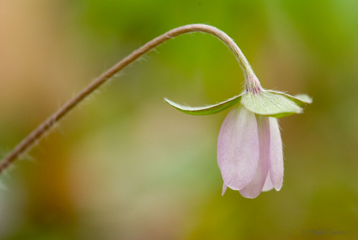 Wildflowers and Botanicals