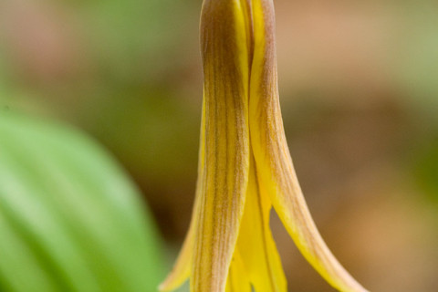 Trout Lily- Erythronium