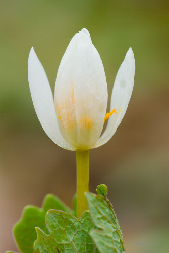 Wildflowers and Botanicals