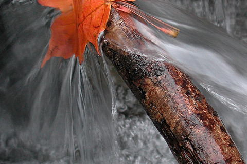 Autumn Splash