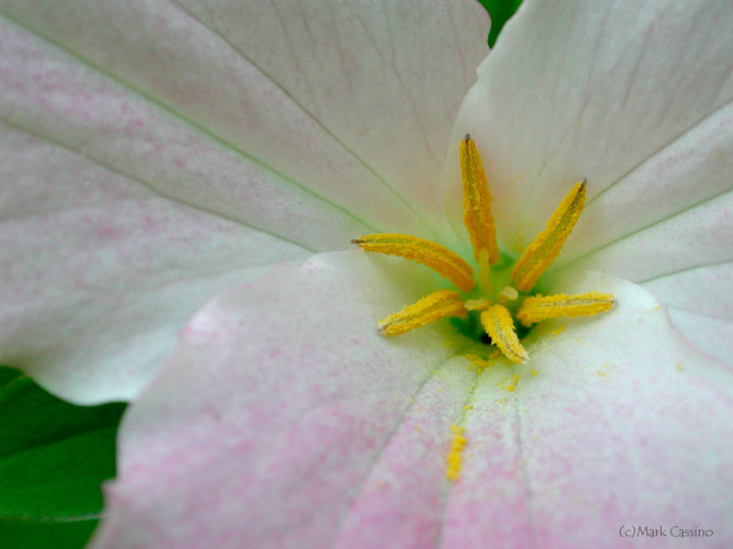 Wildflowers and Botanicals