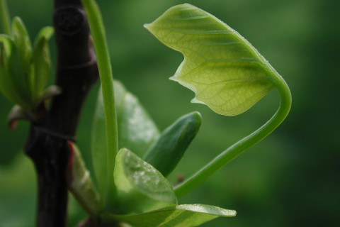Emergence - Tulip Poplar Leaf