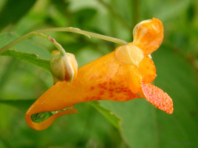 Wildflowers and Botanicals