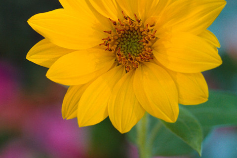 Feral Sunflower