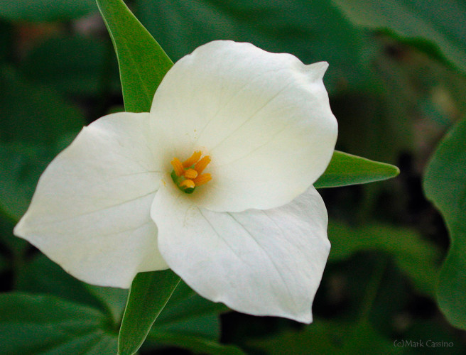 Wildflowers and Botanicals