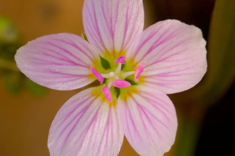 Spring Beauty - Claytonia virginica