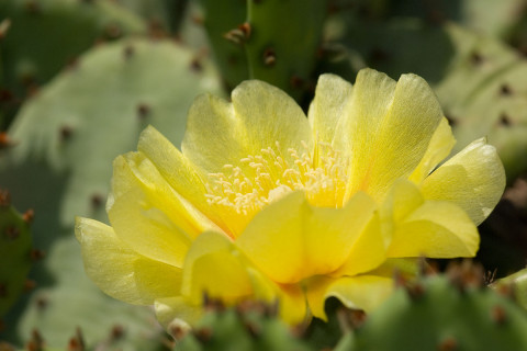 Eastern Prickly Pear Cactus -  Opuntia humifusa