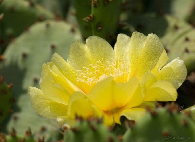 Wildflowers and Botanicals