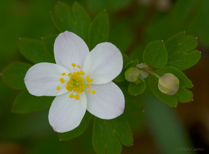 Wildflowers and Botanicals