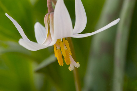 White Trout Lily - Erythronium albidum