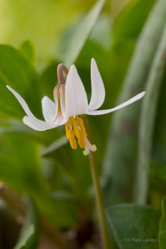 Wildflowers and Botanicals