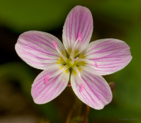 Wildflowers and Botanicals