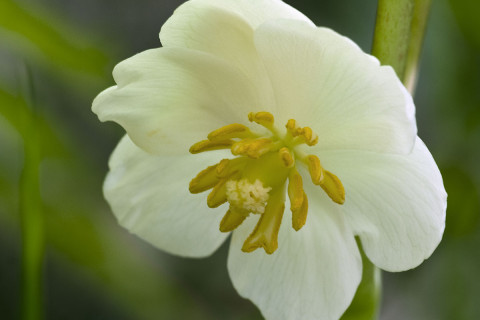 May Apple flower - Podophyllum