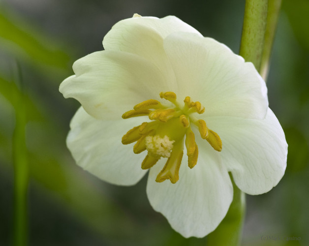 Wildflowers and Botanicals