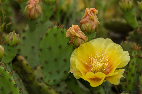 Eastern Prickly Pear Cactus -  Opuntia humifusa