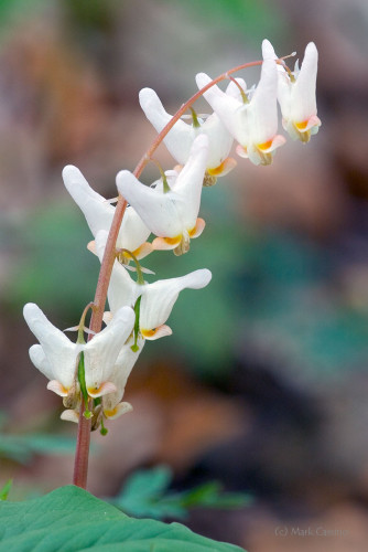 Wildflowers and Botanicals